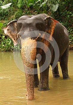 Elephant, Sri Lanka