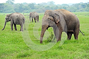 Elephant in Sri Lanka