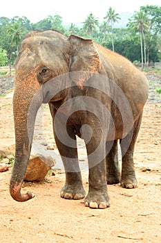 Elephant Sri Lanka