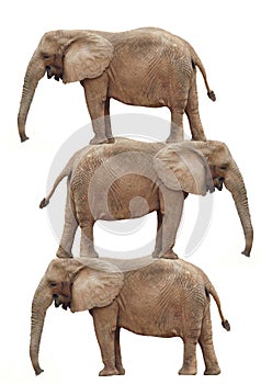 Elephant Stack: Elephant balancing act