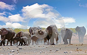 Elephant stampede causing a dust storm while walking on the dry african plains