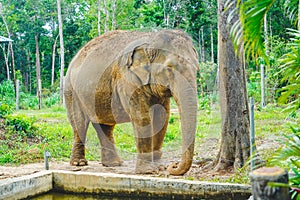 A elephant standing alone in the zoo in daylight in Phu Quoc, Vietnam