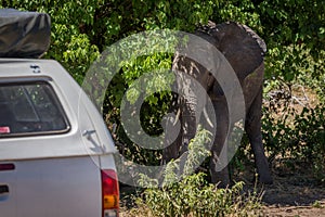 Elephant standing in bushes beside white jeep