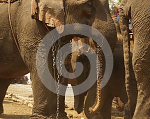 An elephant is standing with a chain hanging from its head and a baby elephant standing nearby on Thai Elephant Day at Ban Puter,