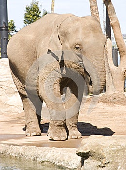 Elephant standing on dusty ground