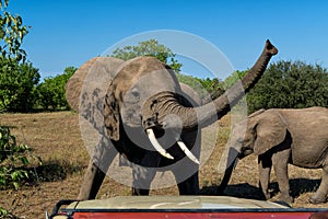 Elephant standing in front of our car