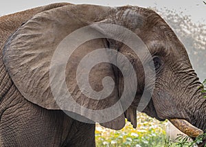 an elephant standing in the grass with his trunk up and eating