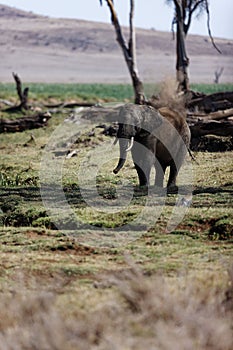 Elephant standing on grass land with dust in Lewa Conservancy, Kenya