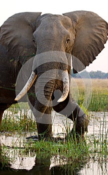 Elephant standing on the grass near river Zambezi. Zambia. Lower Zambezi National Park. Zambezi River.