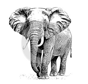 Elephant standing hand drawn engraving style sketch