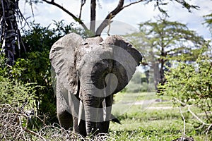 Elephant standing portrait wildlife Africa