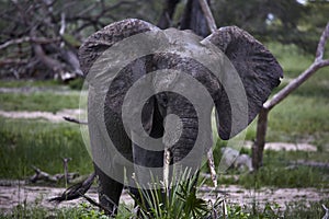 Elephant standing portrait wildlife Africa