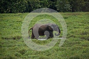 Elephant standing in profile in the water among the green grass (Congo) photo