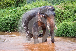 Elephant standing in river in the rain forest of Khao Sok sanctuary, Thailand