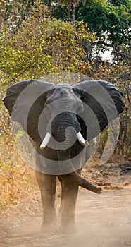 Elephant standing on the road. Zambia. South Luangwa National Park.