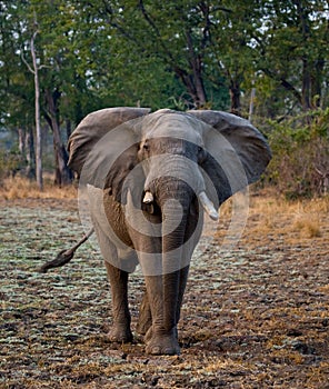 Elephant standing on the road. Zambia. South Luangwa National Park.