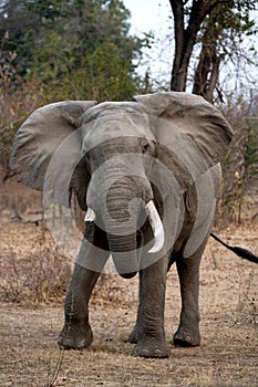 Elephant standing on the road. Zambia. South Luangwa National Park.