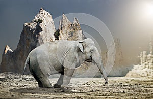 Elephant standing in rocky terrain