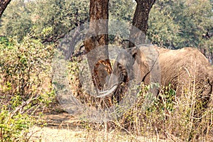 Elephant standing in the shade in south luangwa national park zambia