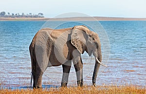 Elephant standing on the shoreline in Lake Kariba