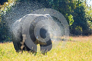 An Elephant standing spraying water