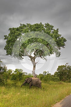Elephant standing under a tree