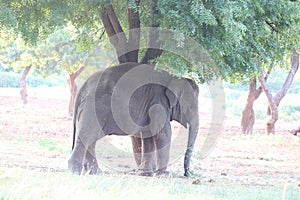 elephant standing under a tree & eating grass with locked at toe by chain rope at zoo. - Image