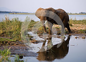 The elephant stands next to the Zambezi river with reflection in water. Zambia. Lower Zambezi National Park. Zambezi River.
