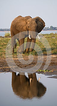 The elephant stands next to the Zambezi river with reflection in water. Zambia. Lower Zambezi National Park. Zambezi River.