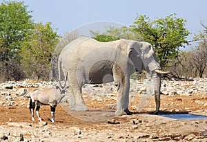 An elephant stands by a waterhole with a Gemsbok Oryx close by
