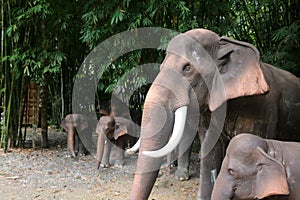 The elephant statue in the nature garden