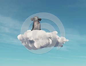 Elephant stays on a cloud.