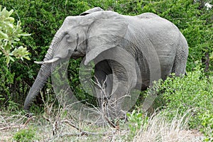 Elephant streching its trunk next to dense green bushes in the park.