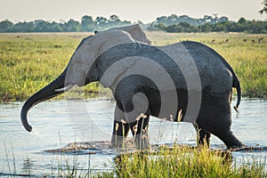 Elephant stretches trunk while wading through river