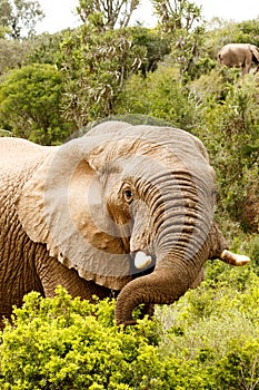 Elephant stretching to the branch with his trunk