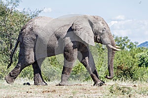 Elephant strolling past on a sunne day in the park.