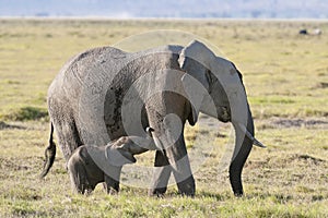 Elephant suckle her calf