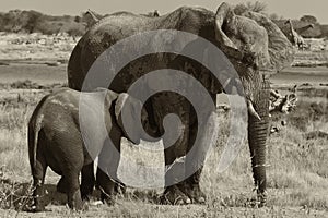 Elephant while it suckles the puppy in black and w