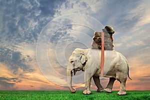 Elephant with suitcases, at sunset. Travel concept, summer vacation