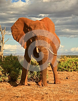 Elephant in sunlight, Kenya