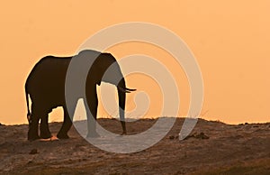 Elephant in sunset photo