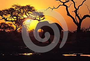 Elephant at sunset, Botswana.