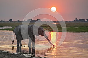 Elephant in sunset Chobe River photo