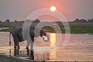 Elephant in sunset Chobe river photo