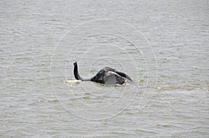 An elephant with a super snorkel