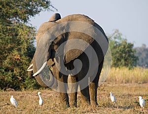 The elephant is surrounded by white herons. Zambia. Lower Zambezi National Park. Zambezi River.