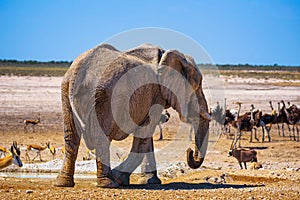 Elephant surrounded by wildlife in Etosha National Park, Namibia