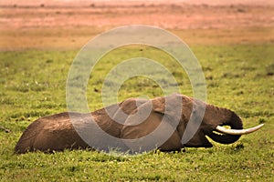 Elephant in swamp