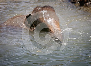 Elephant swimming