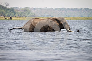 Elephant swimming